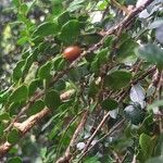 Azara microphylla Blatt