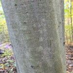 Fagus grandifolia Bark