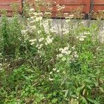 Leucanthemum vulgareFlor