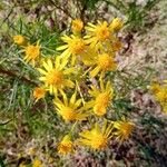 Senecio integerrimus Blüte