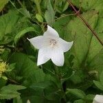 Platycodon grandiflorus Flor