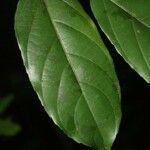 Casearia javitensis Leaf
