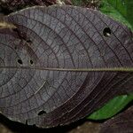 Brachystephanus mannii Leaf