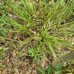 Carex lurida Ліст