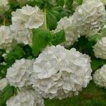 Viburnum macrocephalumLorea