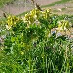 Astragalus frigidus অভ্যাস