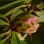 Rhododendron × geraldii Other