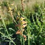 Crotalaria brevidens Blüte