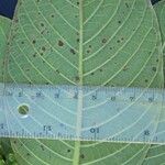 Psychotria micrantha पत्ता