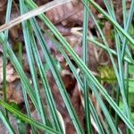 Carex umbrosa पत्ता