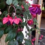 Fuchsia × standishii Çiçek