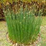 Schoenoplectus lacustris Hábito