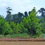 Calophyllum brasiliense Feuille