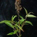 Pseudocaryopteris bicolor Hábito