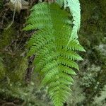 Dryopteris marginalis ഇല