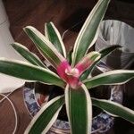 Neoregelia carolinae Листок