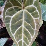 Anthurium crystallinum Leht