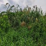 Phragmites karka 整株植物