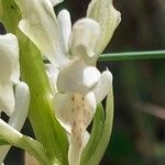 Orchis provincialis Kwiat