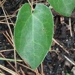 Epimedium perralderianum Leaf