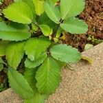 Kalanchoe pinnata Leaf