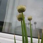 Allium cepa Flors