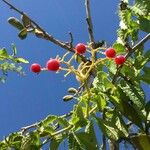 Cyphostemma hypoleucum Fruit