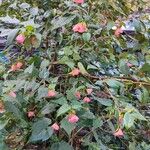 Abutilon spp. Natur