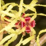 Hamamelis × intermedia Flower