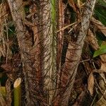 Acanthophoenix rubra Bark