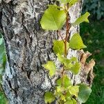 Populus nigra Leaf