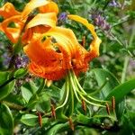 Lilium henryi Flor