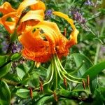 Lilium henryi Flower