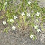 Arenaria hispida Kwiat