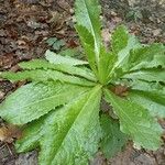 Lactuca virosa Leaf