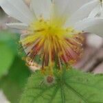 Sparrmannia africana പുഷ്പം