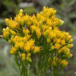 Euthamia occidentalis Flower