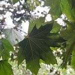 Acer cappadocicum পাতা