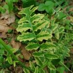 Erucastrum gallicum Leaf