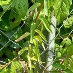 Campanula bononiensis Leaf