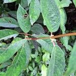 Kohleria spicata Leaf