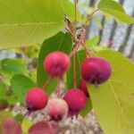 Amelanchier canadensis 果實