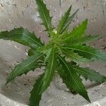 Hippobroma longiflora Folha