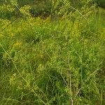 Peucedanum alsaticum Habit