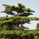 Terminalia ivorensis Yeri