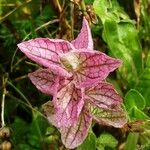 Salvia viridis Foglia