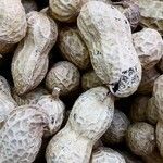 Arachis hypogaea Фрукт