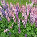 Lupinus polyphyllus Plante entière
