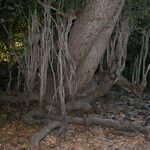 Myrceugenia exsucca Hábito