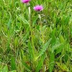 Cirsium dissectum Habit